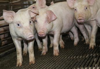 Partnership Examines Swine Bacterial Pathogens Risk