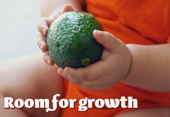Avocado consumption has room for growth, Rabobank report says