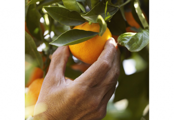 Chilean citrus season projects volume increase to the U.S. market 