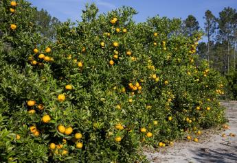 Promising advancements in biocontrol treatment that slows citrus greening  
