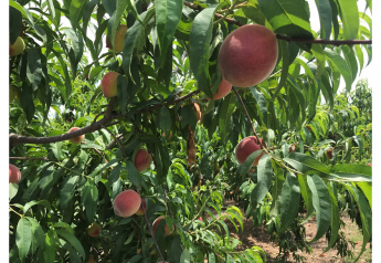 Strong peach crop expected out of South Carolina