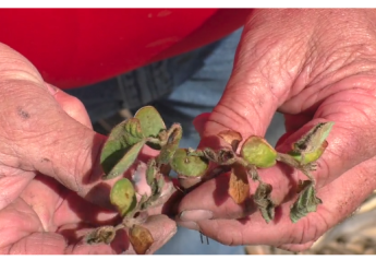 Ferrie: Don’t Rush to Replant Frosted Soybeans; Check their Viability First