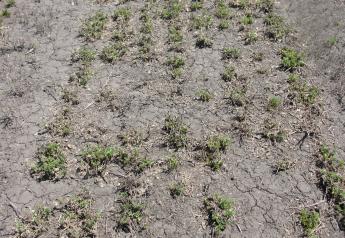 Winter-Killed Alfalfa Prevalent In Northern Plains