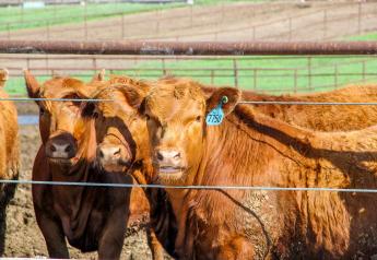 Cash Cattle Stuck at Steady, COF Down 1%