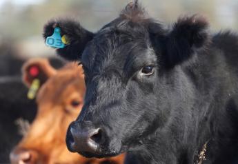New Guide Helps Producers Maximize Values of Cull Cows