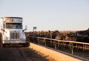 Fed Cattle Market Searches For Momentum
