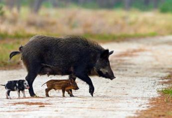 Wild Pigs Could Trigger Decimation of US Pork Industry