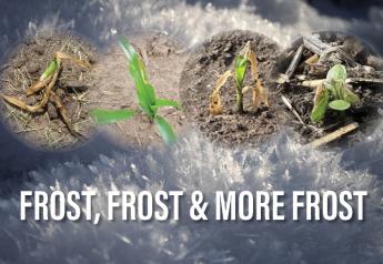 Hit by Frost? Use These Tips to Evaluate Damage