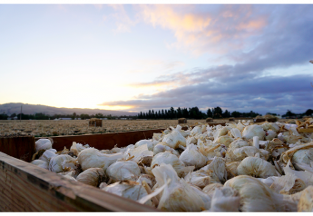 Garlic suppliers report strong demand as foodservice rebounds