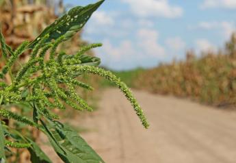 Killing the Weed King: Could Groundbreaking Pollen Technology Control Palmer Amaranth?