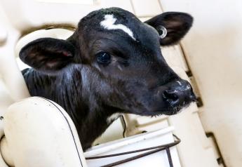 Hints for Starting Calves on Starter