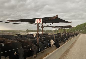Cash Fed Cattle Firm, Feeders Higher