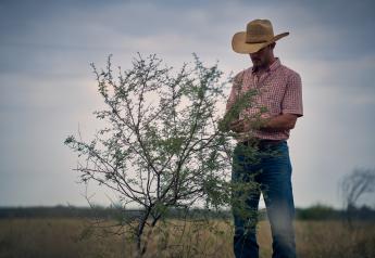 Herbicide Offers Effective Mesquite Treatment