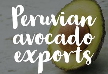What's up with Peruvian avocado exports?