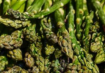 Mexican asparagus output hit by weather setbacks