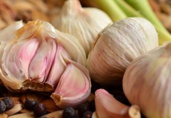 Demand for organic garlic increases