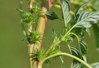 Diflufenican: New AI for Corn and Soybean Growers Targets Pigweed, Waterhemp
