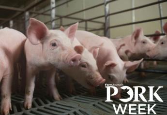 Cash Feeder Pig Prices Average $72.39, Down $7.74 Last Week