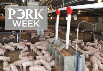 Cash Feeder Pig Prices Average $72.85, Up $2.63 Last Week