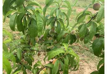 New Jersey peach growers focus on thinning to produce large fruit