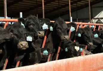How To Choose the Right Beef Sires