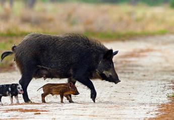 Czech Republic Discovers African Swine Fever in Dead Wild Pig