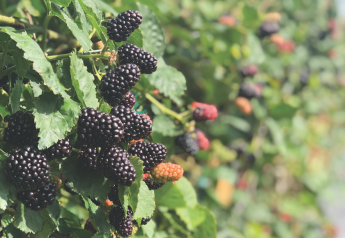 Hybrid North American Raspberry and Blackberry Conference planned