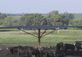 Shade Can Contribute To Cattle Performance
