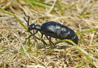 Blister Beetles Toxic to Horses
