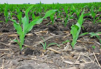 4 Steps to Take if You Suffered from Uneven Corn Emergence