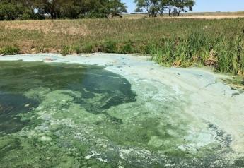Drought Conditions Favorable for Toxic Cyanobacteria