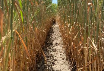 Harvest Drought-stressed Small Grains as Forage