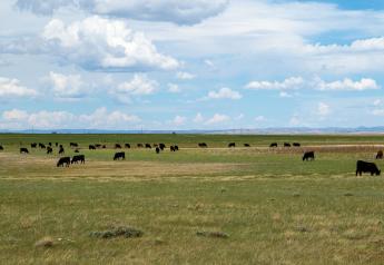 Manage Pastures Now for Improved Drought Recovery Later