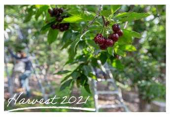 Cool weather slows the speed of the Northwest cherry harvest