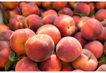 Perfect conditions reported for New Jersey peaches