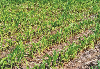 Sidedressing Corn? Consider Including Sulfur to Improve ROI