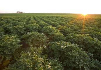 Washington potato growers enjoy improved outlook
