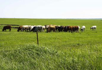 Feeding Alternatives for Cattle on Native Range in Late Summer