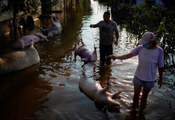 Flood-hit Chinese County Needs Disinfectants to Tackle Dead Livestock