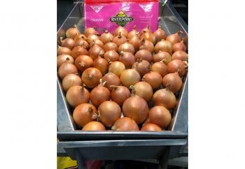 Northwest onion crop stressed by heat