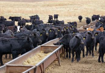 Peel: Cattle Markets Add Christmas Cheer, but Drought is a Grinch