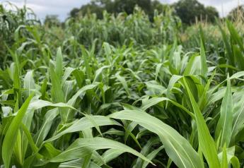 Alta Seeds Brings Herbicide Tolerance to EMPYR Premier Forages 