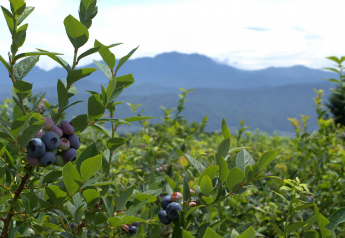 Berry People’s Peruvian blueberries available late summer, fall, winter
