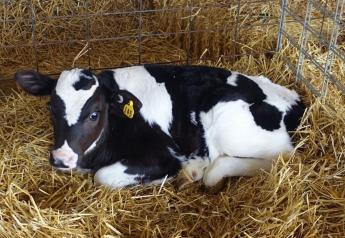 Young Dairy Calves Ready To Transport May Benefit From An Immune Stimulant