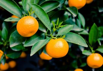 Bee Sweet Citrus expands with new mandarin facility 