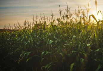 Corn ratings lifted by moisture and milder temperatures