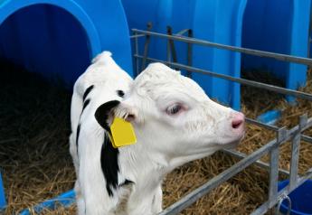 Watch Calves Carefully for Dehydration Signs