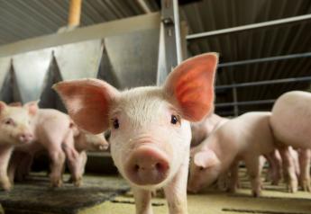 High-Oil Corn Packs Punch for Pigs