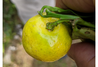 Back to the Future: Citrus breeders look to ancient varieties for modern-day answers 