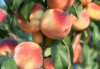 California still leads the pack in peaches despite steady decline